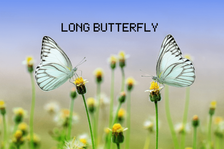 Tutorial sobre Opciones Financieras (23): Long Butterfly